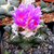 Ariocarpus fissuratus v. intermedius MMR 33 (Est. Marte, Sierra Paila, Coahuila, Mexico)