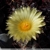 Astrophytum capricorne 'crassispinoides'