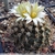 Turbinicarpus krainzianus