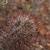Austrocactus bertinii JN 941 (Canadon Seco, Santa Cruz, Argentina)