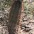 Austrocactus bertinii JN 949 (Avenida Argentina, Neuquen, Argentina)