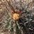 Ferocactus townsendianus v. santa-maria (San Carlos, BCS)