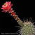 Echinocereus acifer (Milpillas, Zacatecas, Mexico)