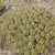 Ferocactus robustus (Tecamachalco, Puebla, Mex)