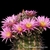Echinocereus adustus ssp. roemerianus (Canatlan, Durango, Mexico)