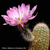 Echinocereus bristolii ssp. floresii (Los Mochis, Sinaloa, Mexico)
