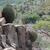 Ferocactus lindsayi (Paso del Chivo, Michoacan, Mex)