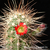 Echinocereus canyonensis fma. toroweapensis (Toroweap point, AZ, USA)