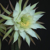 Trichocereus arboricola ISI 89-32 (S Tarija, Bolivia)