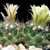 Escobaria missouriensis v. marstonii (Wolf Hole, AZ)