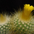 Parodia chrysacanthion MN 342 (Tumbaya, Jujuy, Argentina)