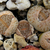 Lithops pseudotruncatella v. dendricia C 072 (65km West-South-West of Rehoboth, Namibia)