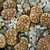 Lithops dorotheae C 124