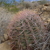 Ferocactus cylindraceus MN 418 (NE Littlefield, AZ, 678m, USA)