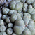 Lophophora williamsii 'caespitosa'