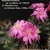 Matucana oreodoxa ssp. roseiflora GC 1084.04 (Depto. La Libertad, Prov. Pataz, E Marañon river, 2500m, Peru)
