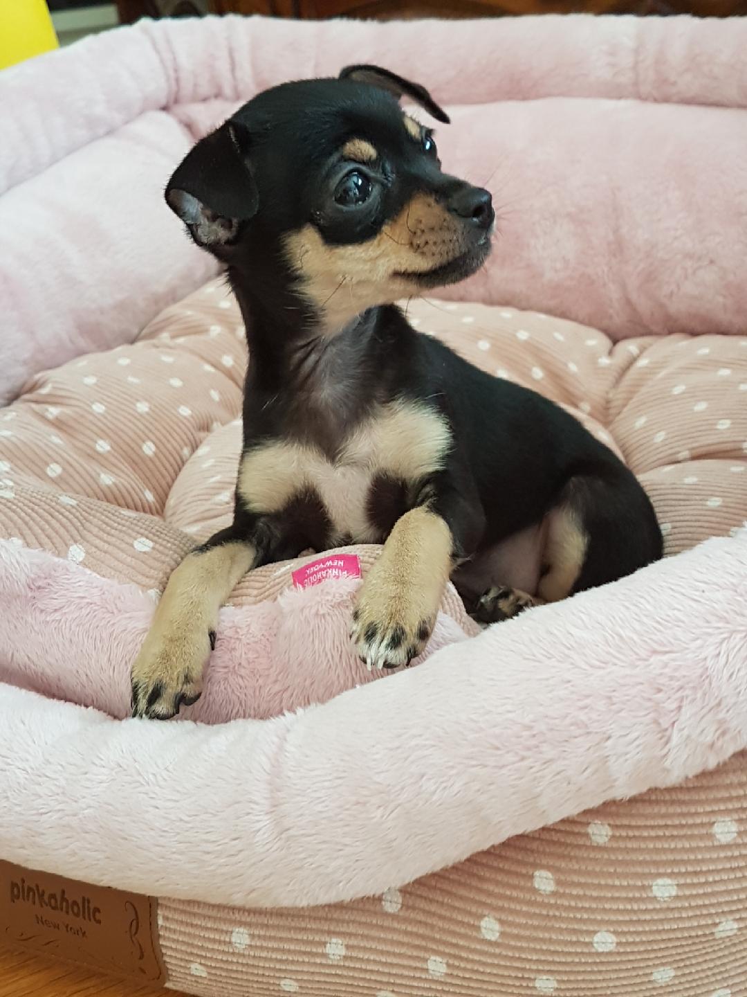 Molly i sin Pinkaholic säng