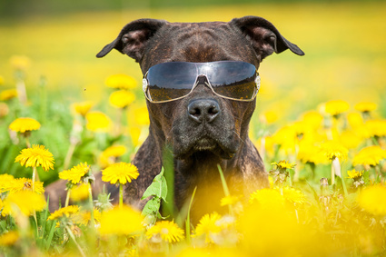 Roliga Hundbilder Bilder Pa Roliga Hundar