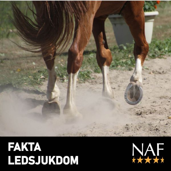 FAKTA NAF Leder