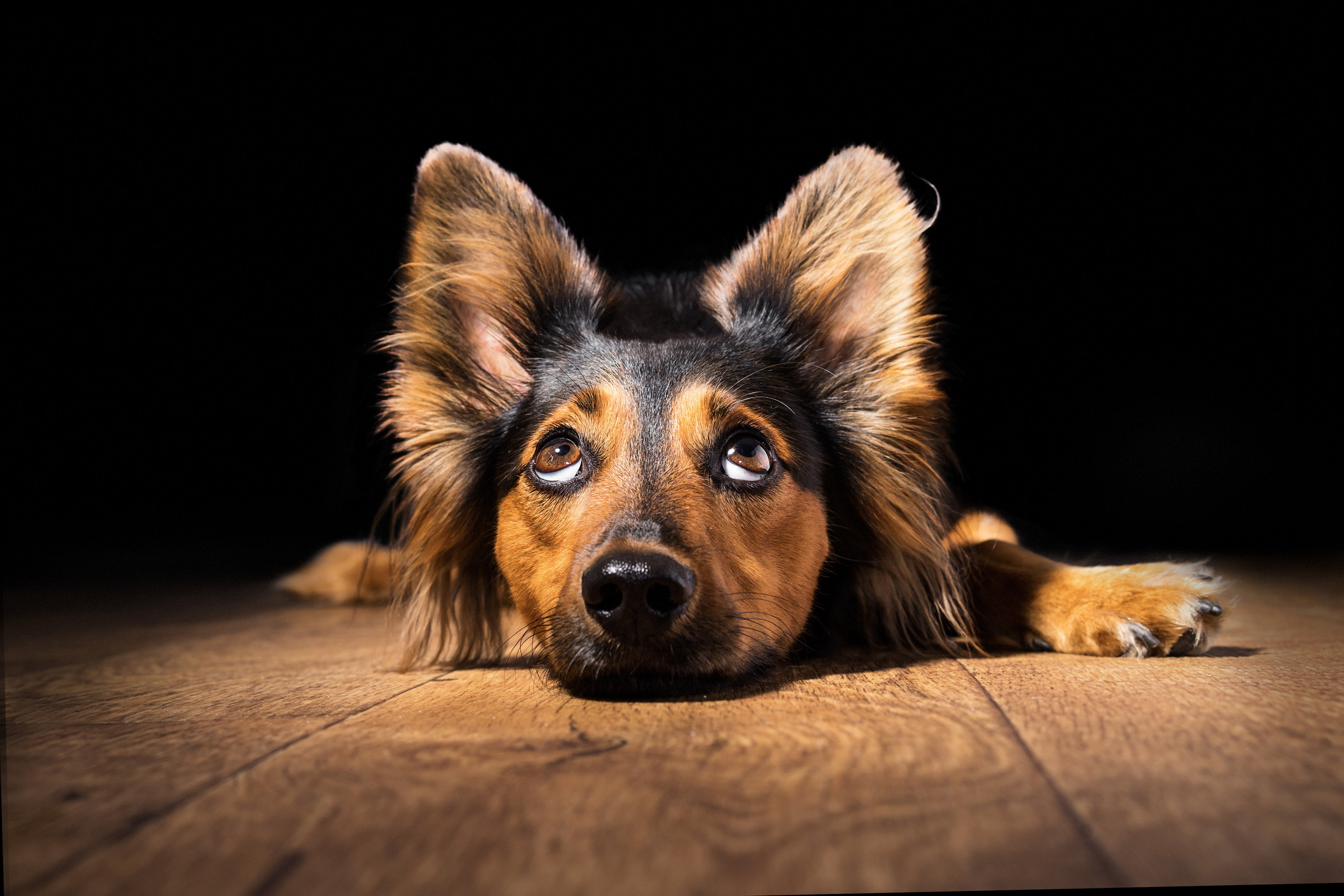 Fodertillskott Hund  