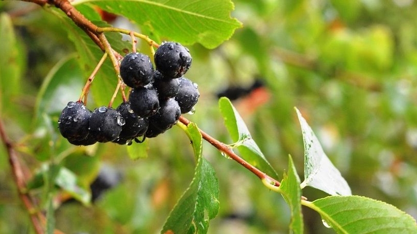 vad är aronia vad är aronia