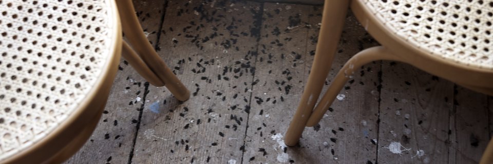 BLI AV MED FLUGORNA HÄR FINNS DEN BÄSTA HJÄLPEN