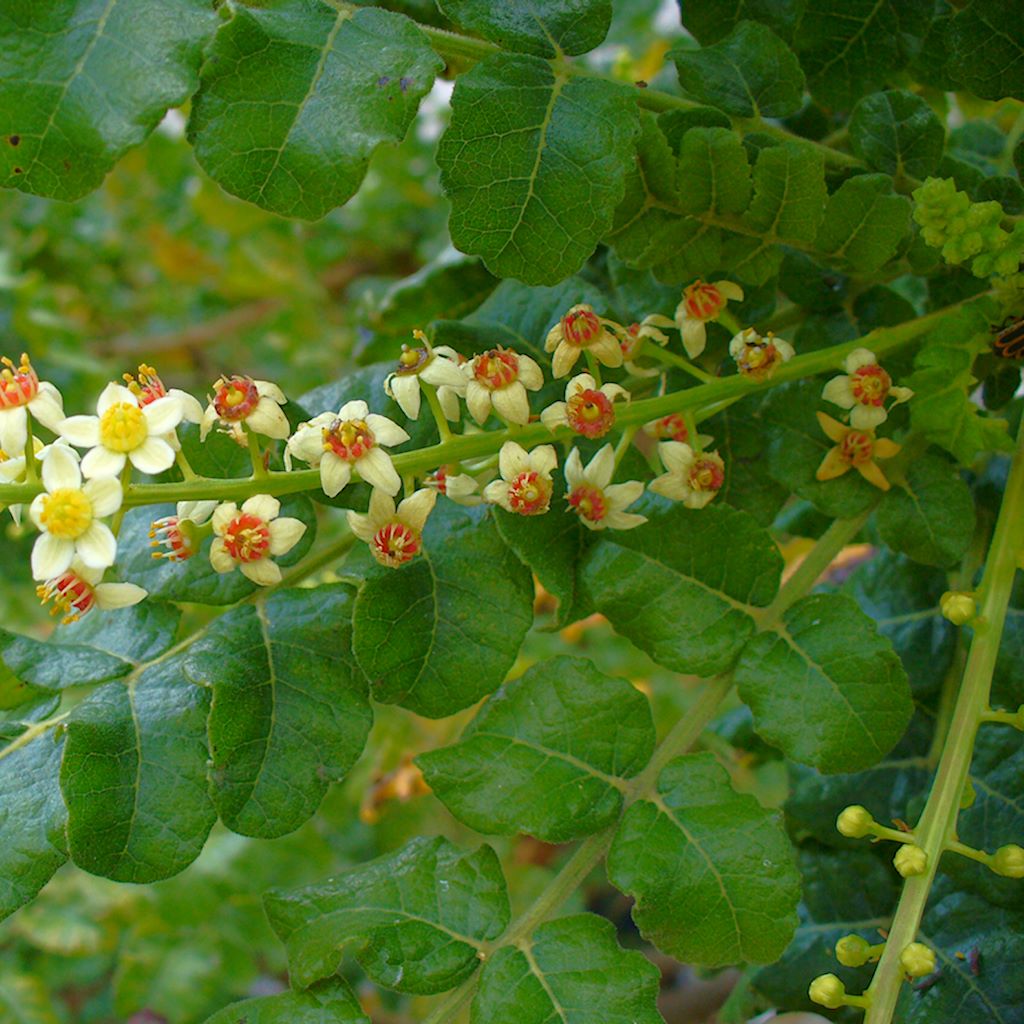 Boswellia sacra