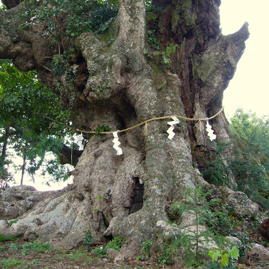 Machilus thunbergii