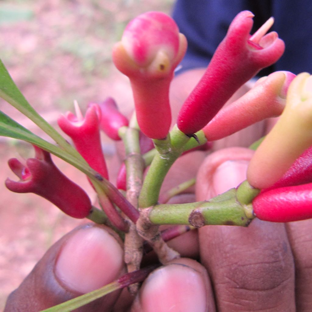 Syzygium aromaticum