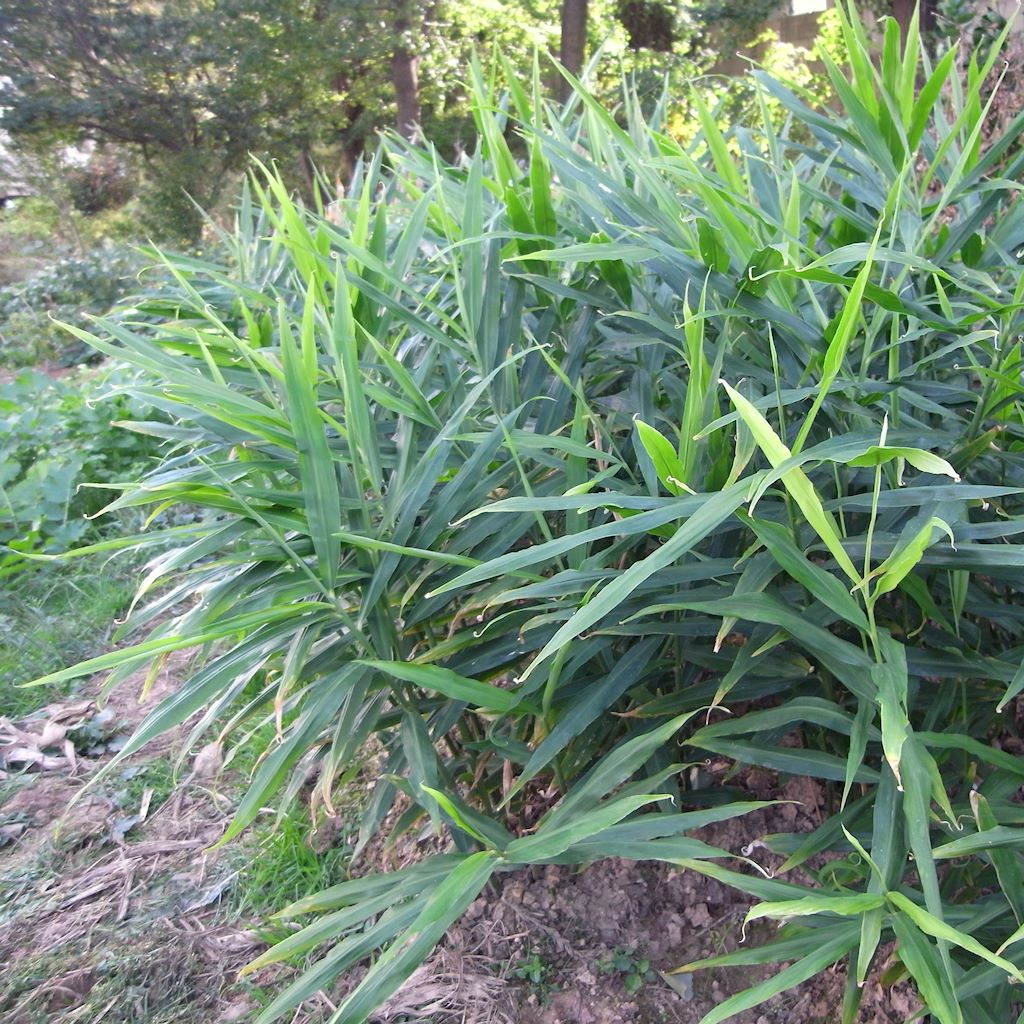 Zingiber officinale