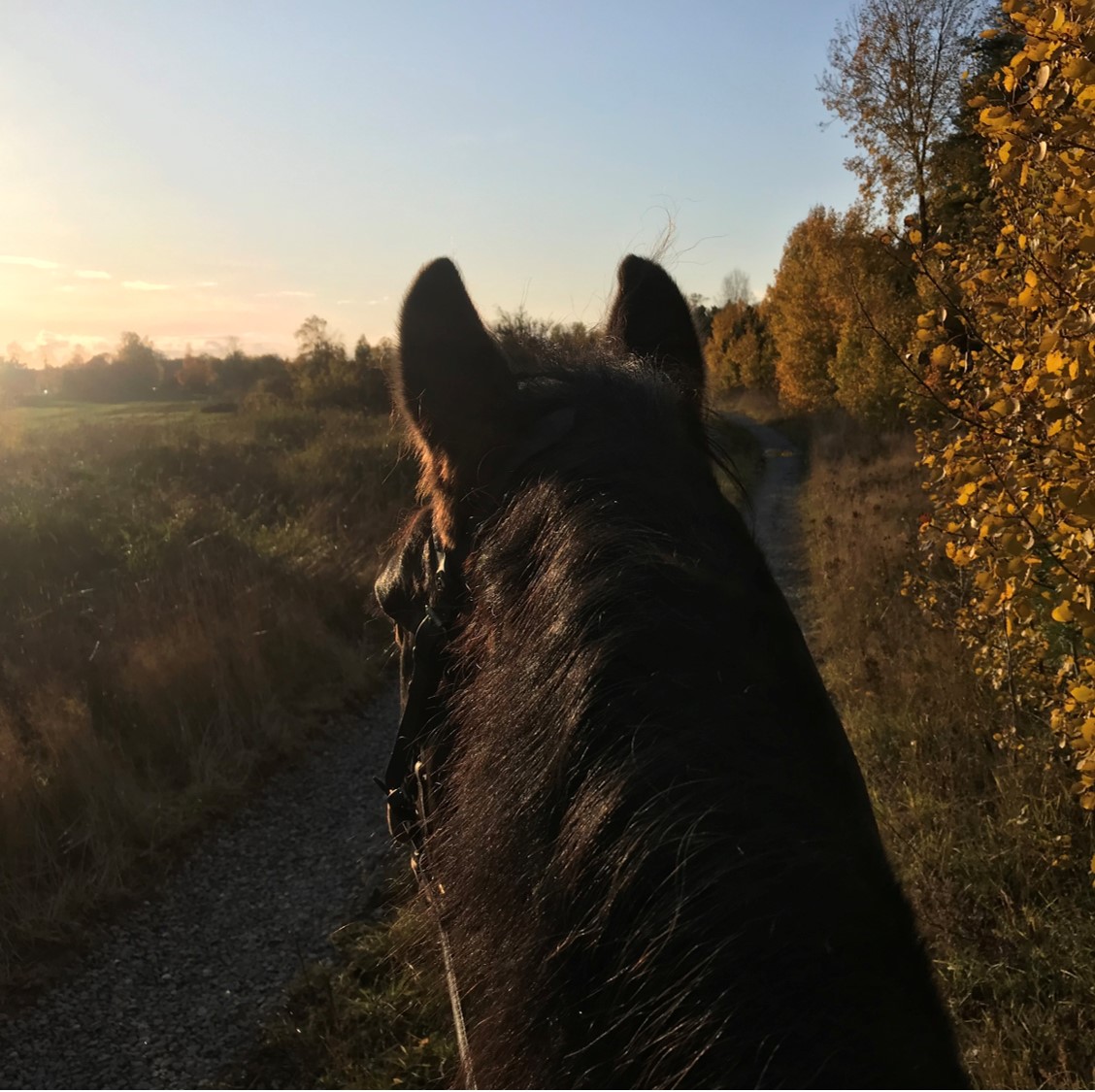 SADELINPASSNING Glad häst & ryttare 